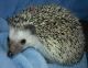 Hedgehog Animals for sale in San Diego, CA, USA. price: NA