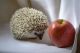 Hedgehog Animals for sale in Dallas, TX, USA. price: NA