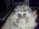 Hedgehog Animals for sale in Washington, DC, USA. price: NA