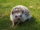 Hedgehog Animals for sale in Kenosha, WI, USA. price: NA