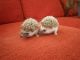 Hedgehog Animals for sale in Anchorage, AK, USA. price: NA