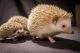 Hedgehog Animals for sale in Bakersfield, CA, USA. price: NA