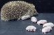 Hedgehog Animals for sale in Washington, DC, USA. price: NA