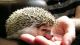 Hedgehog Animals for sale in Stamford, CT, USA. price: NA