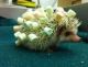Hedgehog Animals for sale in Berlin Township, OH, USA. price: NA