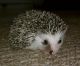 Hedgehog Animals for sale in Peoria, AZ, USA. price: NA