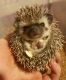 Hedgehog Animals for sale in Milwaukee, WI, USA. price: NA