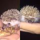 Hedgehog Animals for sale in Canton, OH, USA. price: NA
