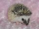 Hedgehog Animals for sale in East Los Angeles, CA, USA. price: NA