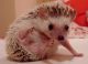 Hedgehog Animals for sale in Austin, TX, USA. price: NA