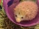 Hedgehog Animals for sale in Davenport, IA, USA. price: NA
