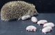Hedgehog Animals for sale in NW Topeka Blvd, Topeka, KS, USA. price: NA