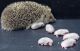 Hedgehog Animals for sale in Buffalo State, Buffalo, NY, USA. price: NA