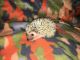Hedgehog Animals for sale in Lynch Station, VA 24571, USA. price: NA