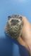 Hedgehog Animals for sale in Lawrence, NY 11559, USA. price: $200