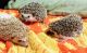 Hedgehog Animals for sale in Barrie, ON, Canada. price: NA
