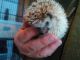Hedgehog Animals for sale in Clark, MO 65243, USA. price: $125
