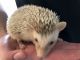 Hedgehog Animals for sale in Austin, TX, USA. price: NA