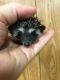 Hedgehog Animals for sale in Lawrence, NY 11559, USA. price: $200