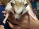 Hedgehog Rodents for sale in Andover, MN 55304, USA. price: NA