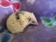 Hedgehog Animals for sale in Rush, CO, USA. price: NA