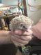 Hedgehog Animals for sale in North Canton, OH, USA. price: NA