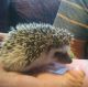 Hedgehog Animals for sale in Galion, OH 44833, USA. price: NA