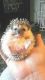 Hedgehog Rodents for sale in Galion, OH 44833, USA. price: NA