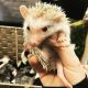 Hedgehog Animals for sale in Pasadena, TX, USA. price: NA