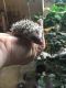 Hedgehog Animals for sale in Canal Fulton, OH, USA. price: NA