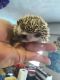 Hedgehog Animals for sale in Canal Fulton, OH, USA. price: $150