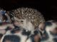 Hedgehog Rodents for sale in Ithaca, MI 48847, USA. price: $150