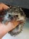 Hedgehog Animals for sale in Canal Fulton, OH, USA. price: NA