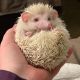 Hedgehog Animals for sale in Fresno, CA 93720, USA. price: $200