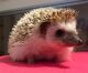 Hedgehog Animals for sale in Sunday Dr, Louisville, KY 40219, USA. price: NA