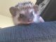 Hedgehog Animals for sale in Fort Wayne, IN, USA. price: NA