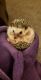 Hedgehog Rodents for sale in Sinton, TX 78387, USA. price: $200