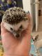 Hedgehog Animals for sale in Tampa, FL, USA. price: NA