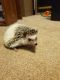 Hedgehog Rodents