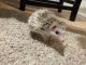 Hedgehog Rodents for sale in Sarasota, FL, USA. price: NA