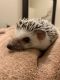 Hedgehog Animals for sale in Sanford, FL, USA. price: $75