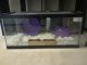 Hedgehog Rodents for sale in Ayer, MA, USA. price: $300