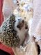 Hedgehog Rodents for sale in 124 TN-394, Blountville, TN 37617, USA. price: $150