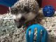 Hedgehog Animals for sale in Hammonton, NJ, USA. price: NA