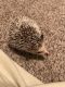 Hedgehog Animals for sale in Dayton, OH, USA. price: NA