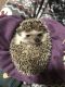 Hedgehog Animals for sale in 4401 Grant Line Rd, New Albany, IN 47150, USA. price: $200