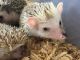 Hedgehog Rodents for sale in Brandon, FL, USA. price: NA