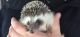 Hedgehog Rodents for sale in 9499 Wendi Dr NE, Leland, NC 28451, USA. price: NA
