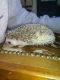 Hedgehog Animals for sale in Richmond, TX, USA. price: NA