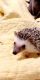 Hedgehog Rodents for sale in Portsmouth, RI 02871, USA. price: NA